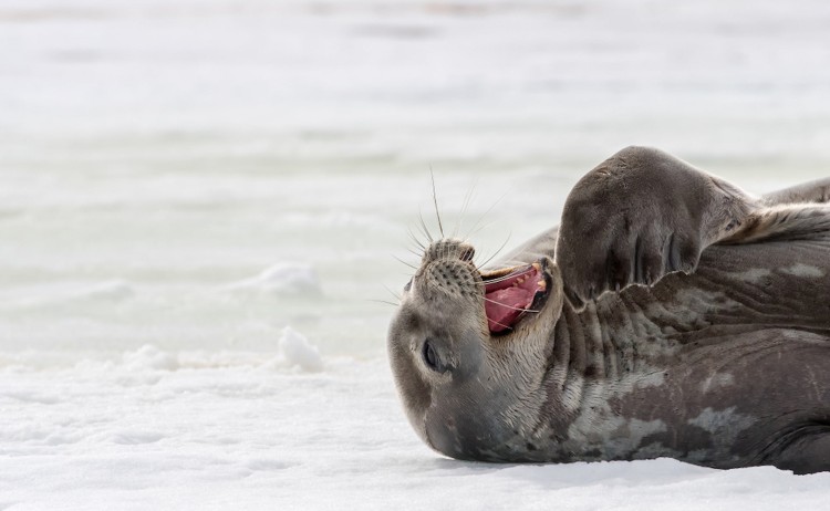 Exploring Antarcticas Spring Weddell Seal Leptonychotes weddellii Laugh Out Loud