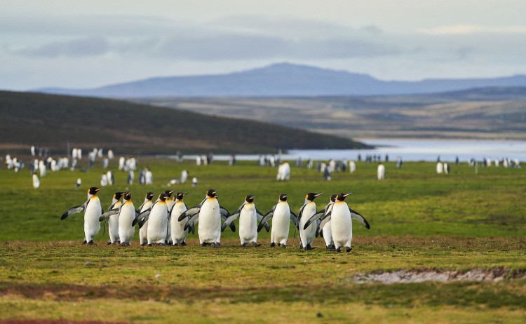 A group of King penguin in Falkland Islands