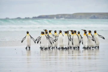 Falkland Islands Sea Voyage