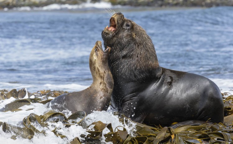 Seals in Falkland Islands