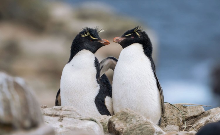 Two penguin in Falkland island