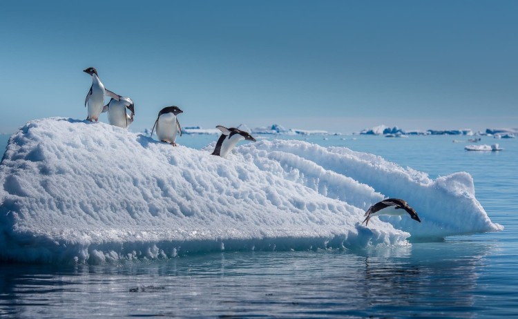 Adelie penguins in Antarctica