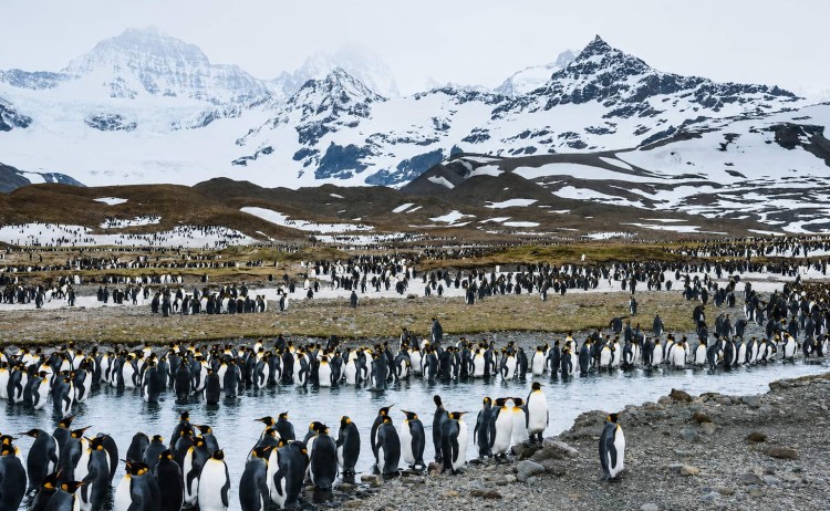 Falkland Islands South Georgia and Antarctica colony of King penguins