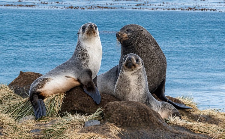 Falkland Islands furseals south georgia