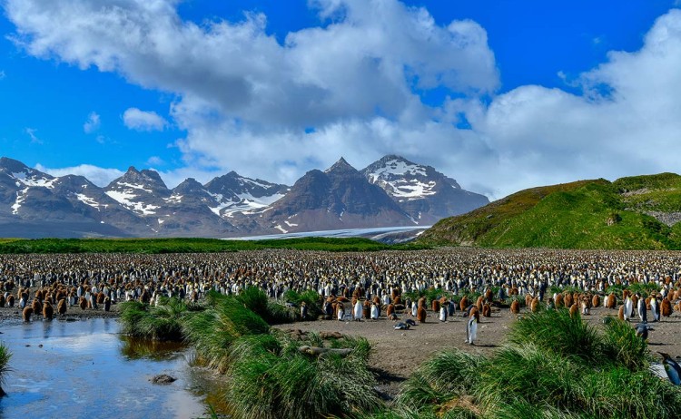 Falklands IslandsAntarctica colony of Penguins in South Georgia