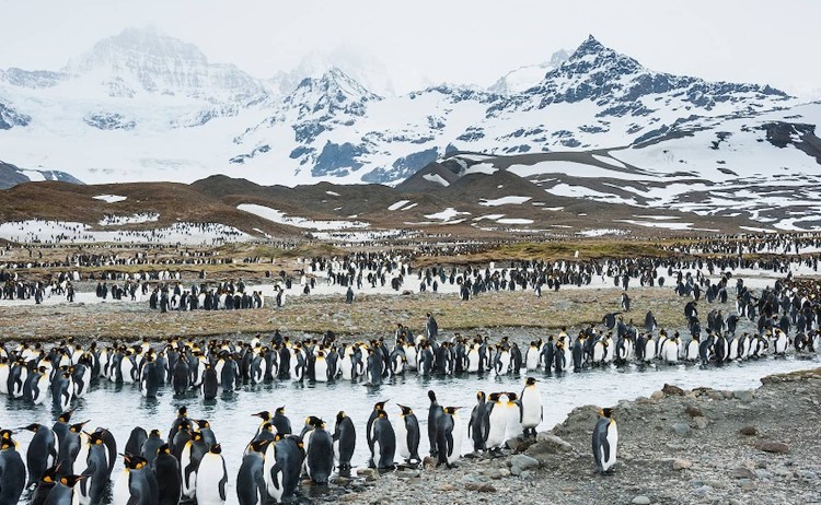 South Georgia colony of King penguin