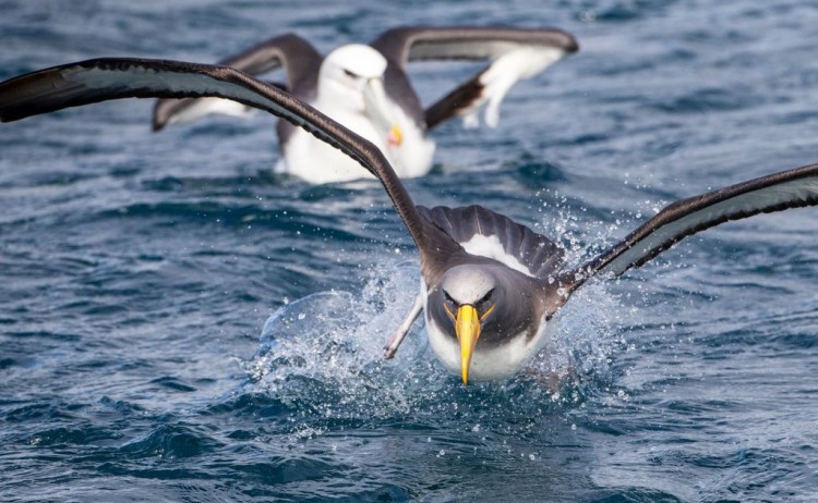 Chatam Albatross