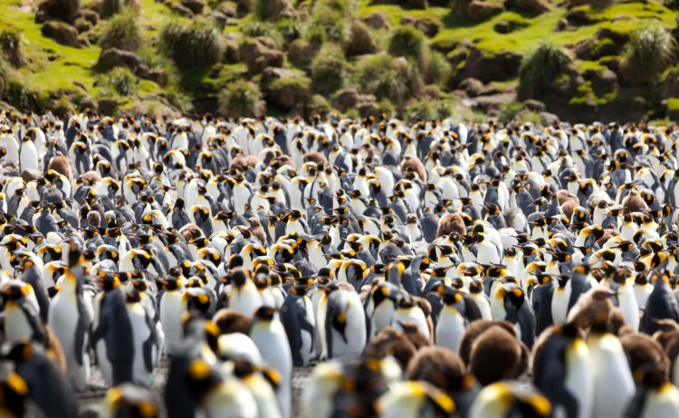 Colony of King Penguins in South Georgia
