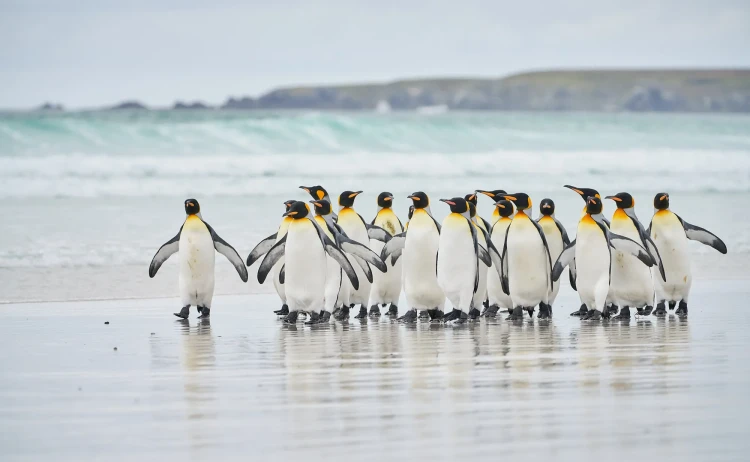 Falkland island group of penguins