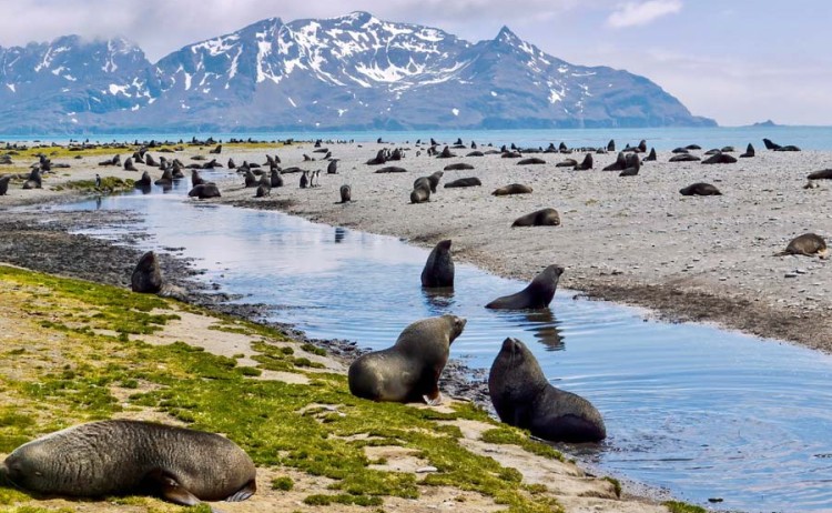 South georgia elephant seals colony