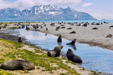 Falkland Islands & South Georgia Sea Voyage