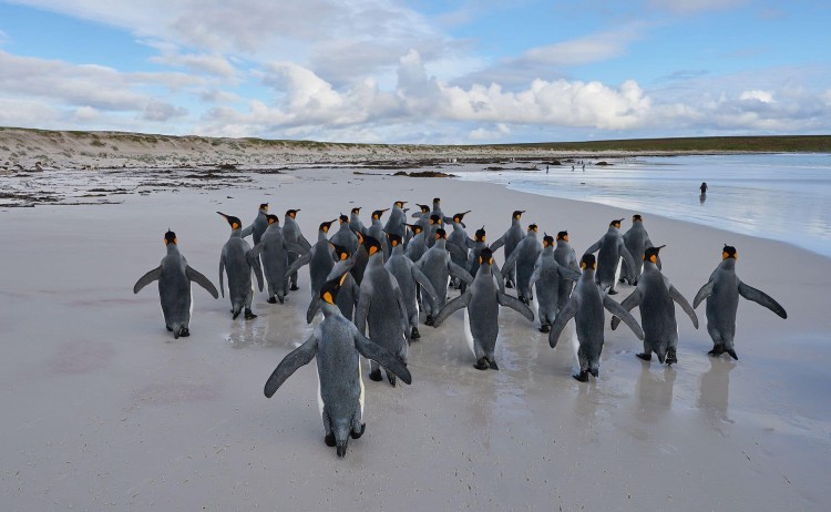 The iconic resident of Falkland Islands