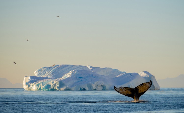 Whale antartica