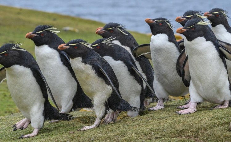 Antarctica Rockhopper Penguins Saunders Island Falklands G Adventures