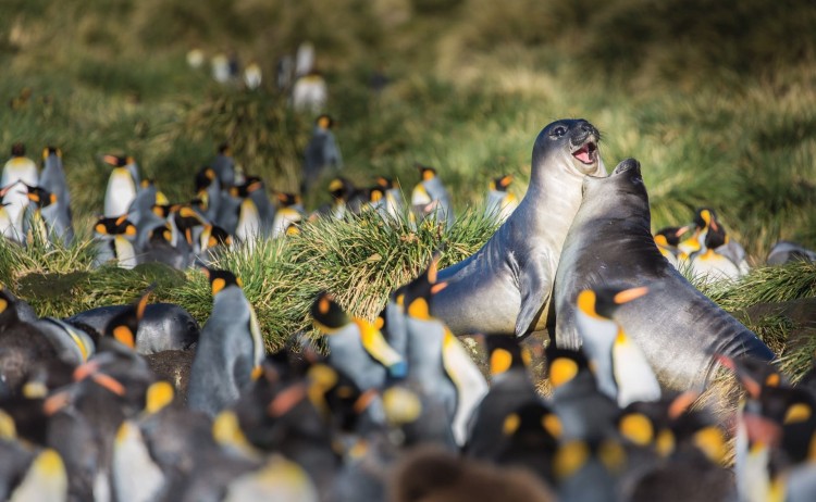 Penguins and seals in South Georgia