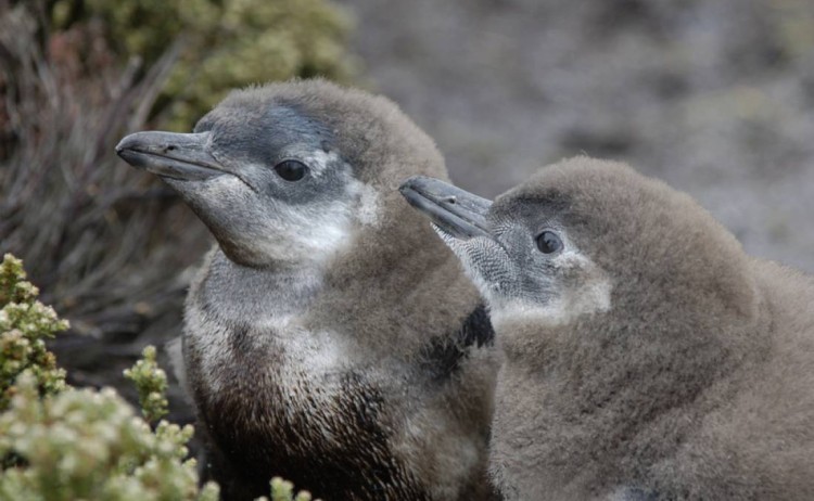 Magellanic penguins chicks Carcass Island OW