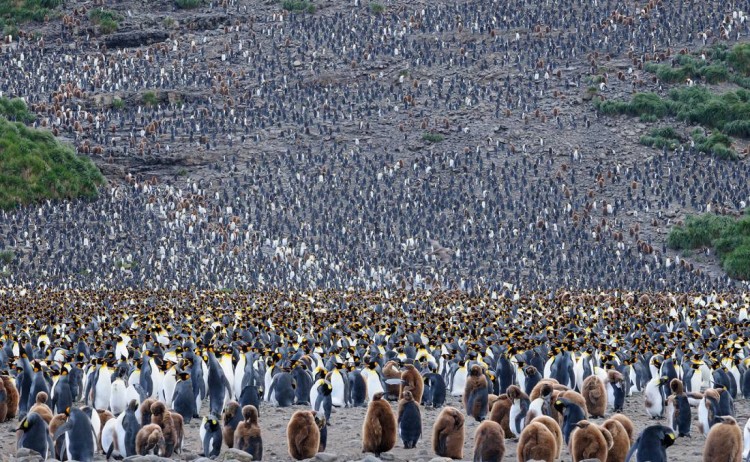 Salsibury Plain South Georgia Antarctica