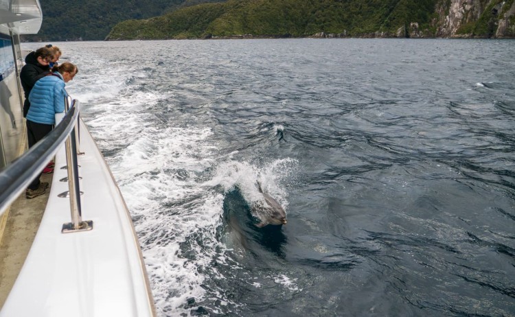 Dolphin leaping in wake G. Early