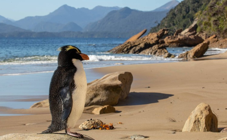 Fiordland Crested Penguin J .Mishina