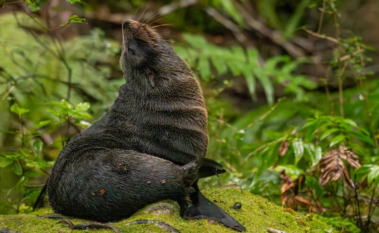 GEarly Fiordland P9040095