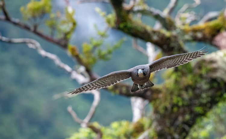New Zealand Falcon Fiordland Steve Bradley