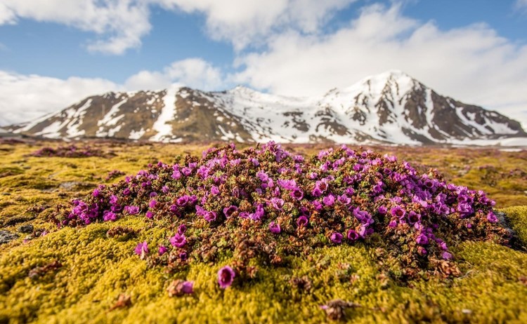 Arctic Tundra