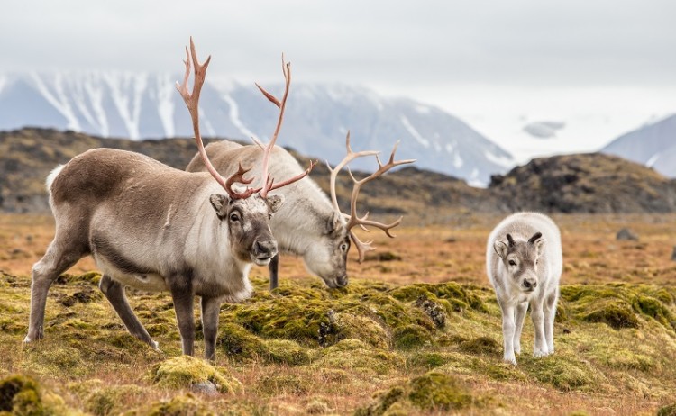 Svalbard cruise, Arctic reindeer