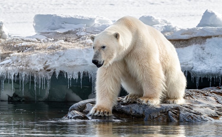 Svalbard cruise, the iconic polar bear