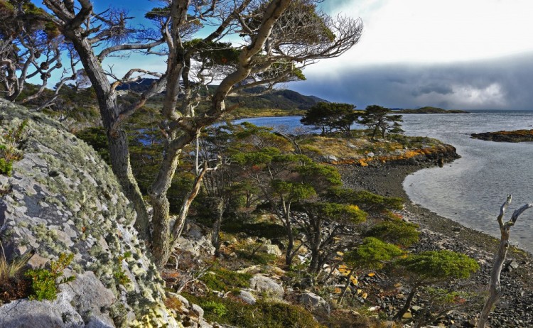 Australis cruise Wulaia Bay forest