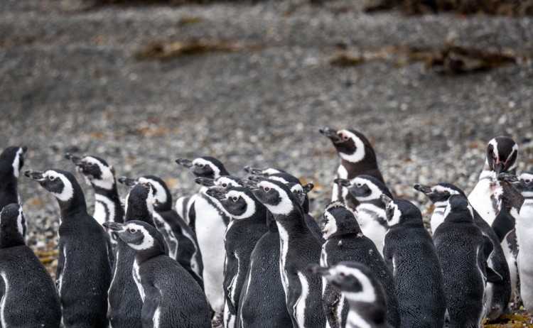 Fjords of Patagonia, magellenic penguins Australis cruise