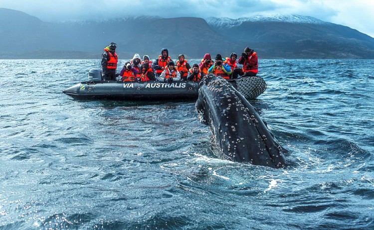 Patagonia Australis cruise, whale viewing on zodiac