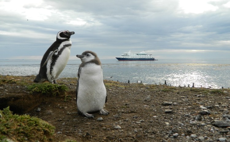 Patagonia tours, magdalena island penguins Australis cruise