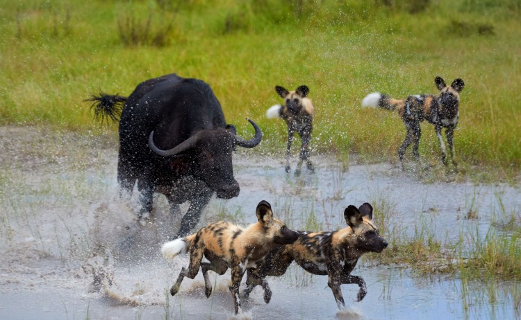 Botswana Okavango delta resized