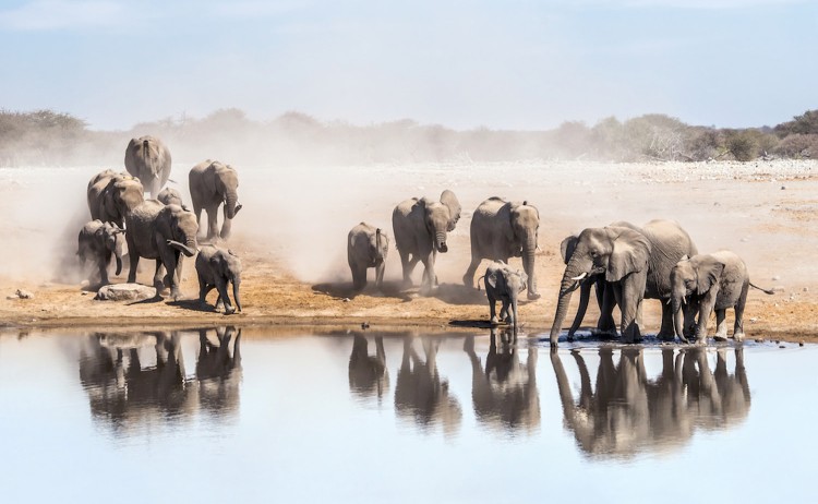 Flying Namibia group of Elephants in Etosha