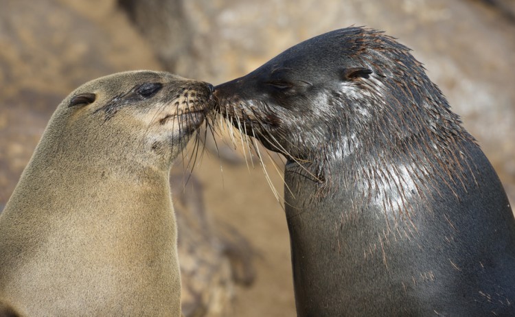 Flying Namibia seals in Walvis bay