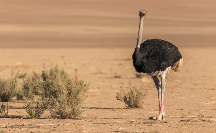Flying Namibia the elegant Ostrich in Namib desert