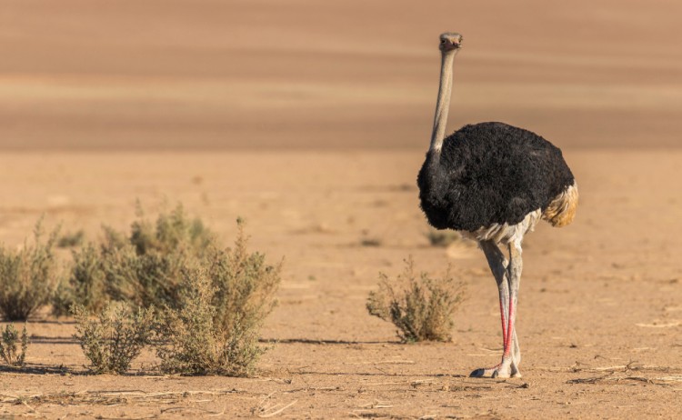 shutterstock 1158275419