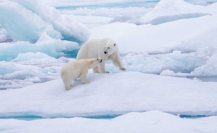 Four Arctic Islands, Polar bear with cub on ice