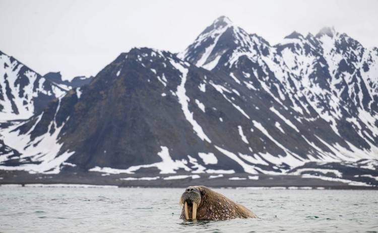 Four Arctic Islands, Smeerenburg elephant seal