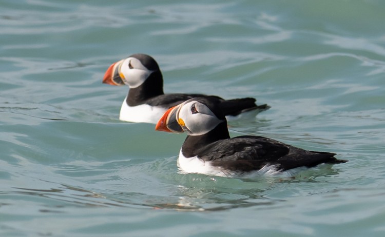 Four Arctic Islands, puffins in Svalbard