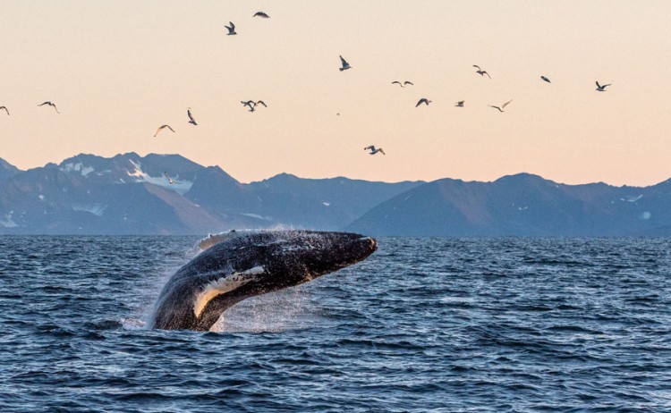 Four Arctic Islands tour, humpback Whale Arctic Ocean