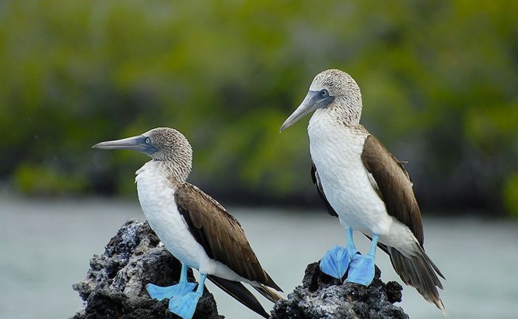 Alya cruise in Galapagos two blue footed boobies