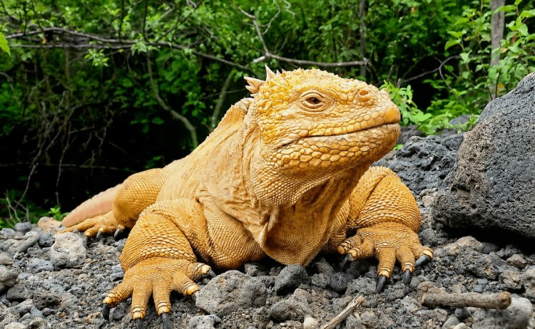 Alya cruise land iguana of Dragon Hill Galapagos
