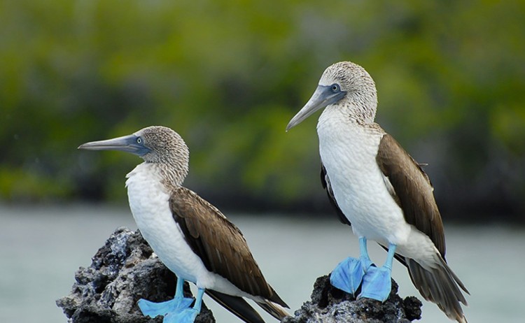 Blue foot bird galapagos