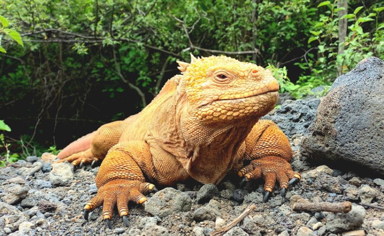 Land Iguana of Dragon Hill