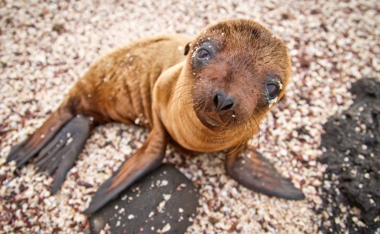 Galapagos sea lion