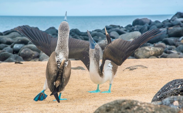 blue footed boobie galapagos islands 1