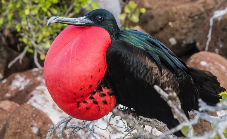 great frigate bird galapagos islands