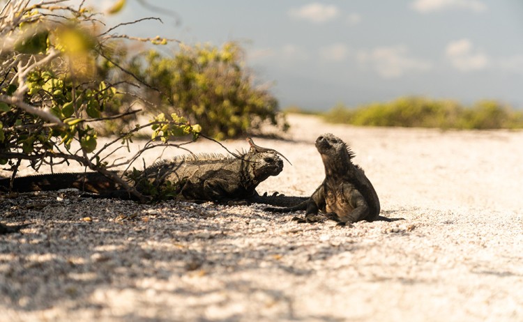 Aqua Mare Iguanas 06