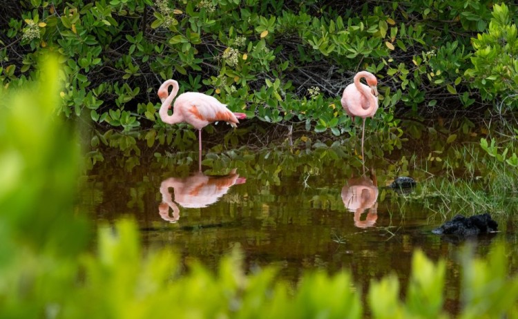 Flamingo in Galapagos